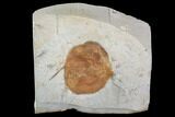 Detailed Fossil Leaf (Zizyphoides) - Montana #95298-1